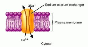 Sodium-Calcium pump (transporter)