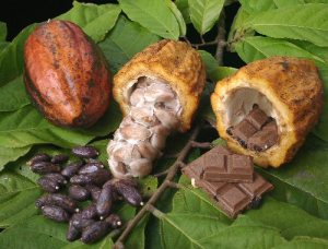 Cacoa fruit with nuts from Theobroma_cacao tree
